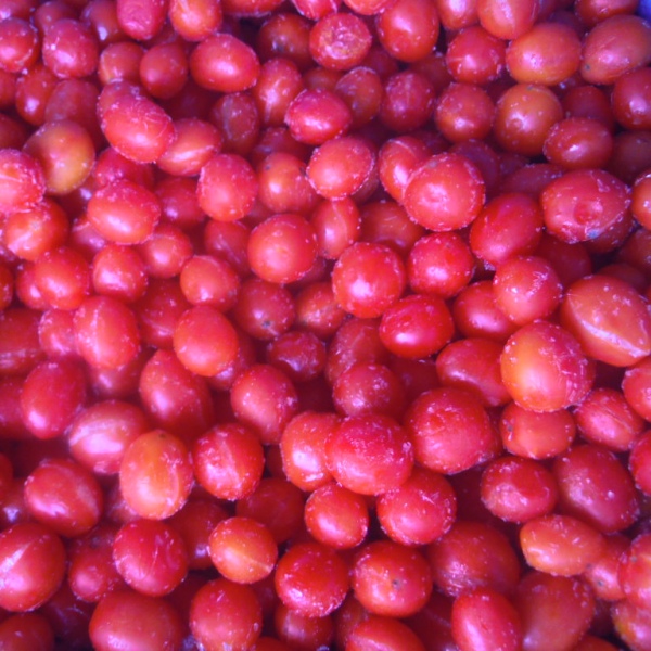 cherry tomato4_副本